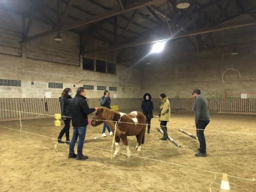 Séance d'équicoaching en groupe
