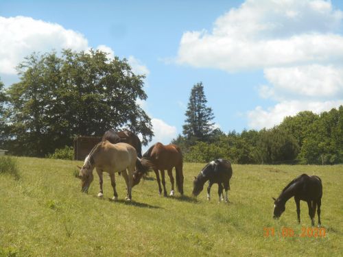 Venez me retrouver pour vos séances d'équicoaching au centre équestre d'Egletons !