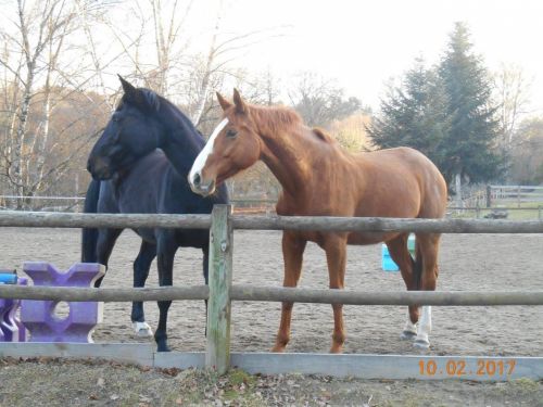 Venez me retrouver pour vos séances d'équicoaching au centre équestre d'Egletons !
